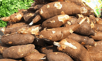 Cassava Processing
